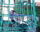 2 Male Blackcaps